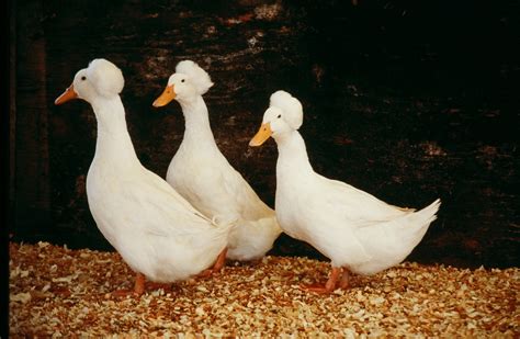 Baby Ducks For Sale - Rouen & Black Runner Ducklings | Cackle Hatchery