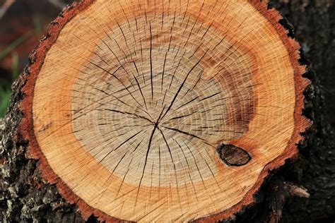 Cut Log Texture Free Stock Photo - Public Domain Pictures