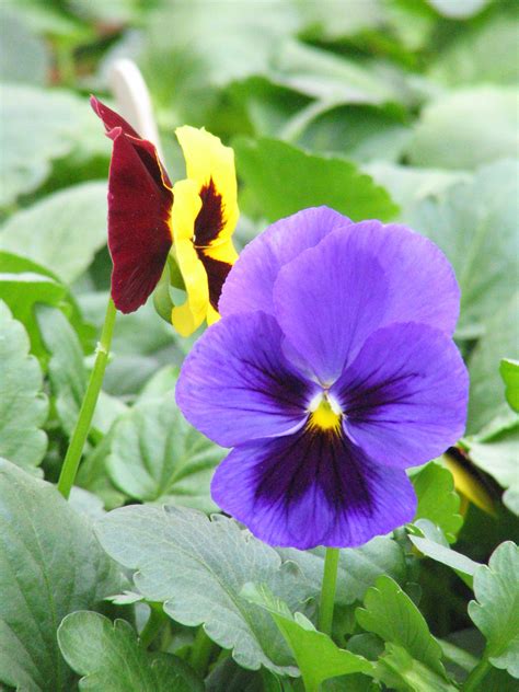 Pansies Bring Color to the Spring Garden | News