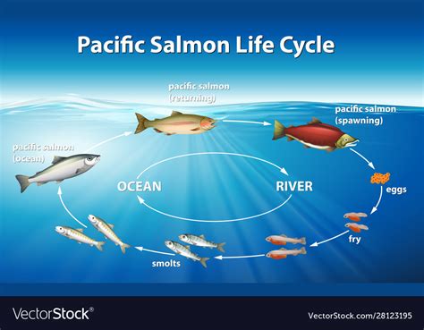 Salmon Life Cycle Chart