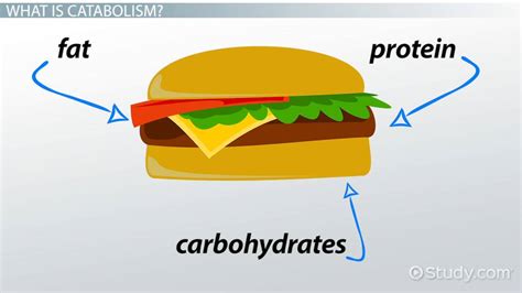 Catabolism: Definition & Examples - Video & Lesson Transcript | Study.com