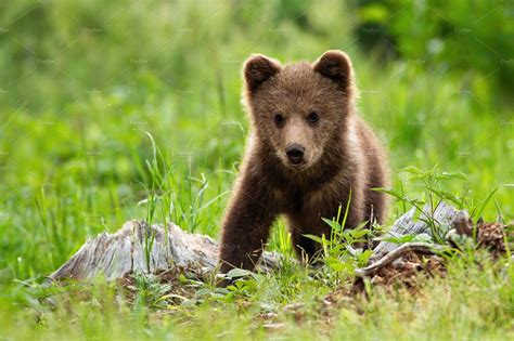 An adorable little brown bear cub | Animal Stock Photos ~ Creative Market