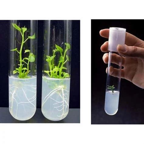 Plant Tissue Culture Media, Grade Standard: Bio-Tech Grade at Rs 2200 ...