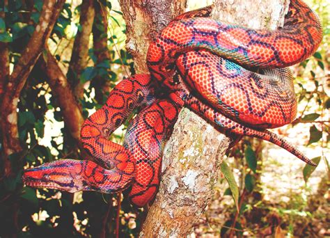 🔥 Brazilian Rainbow Boa : r/NatureIsFuckingLit