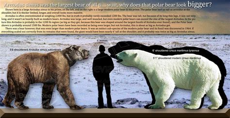 polar bear vs grizzly bear - Google Search | Bear species, Largest bear ...