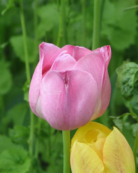 File:Pink tulip flower.jpg - Wikimedia Commons