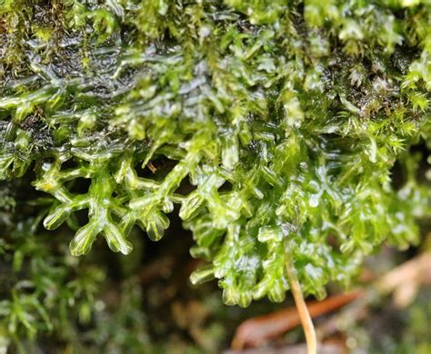 Thalloid liverworts – Floral Finds