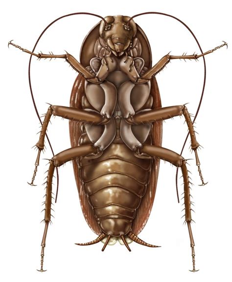 American Cockroach- Ventral aspect | Scientific drawing, Insect art ...