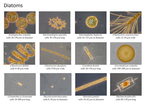 Marine Diatoms Labeled