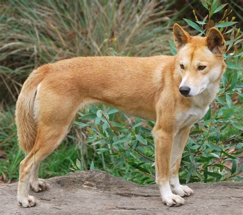 Dingo | Diet, Habitat, & Facts | Britannica