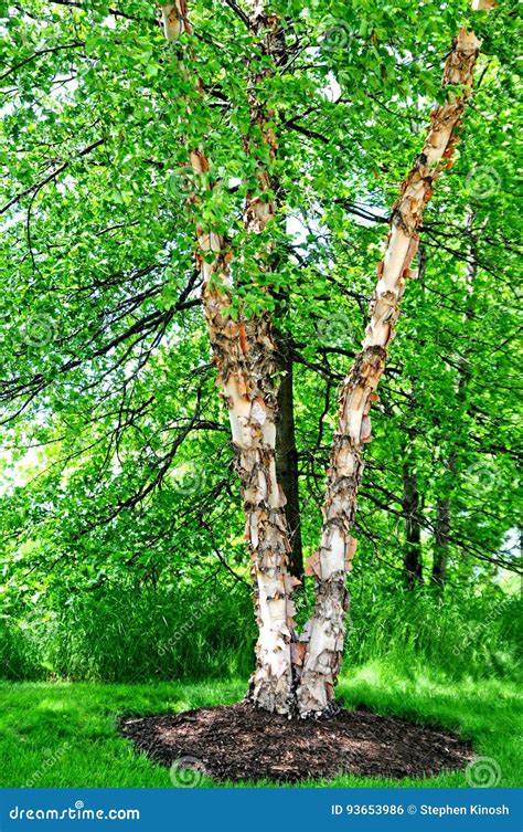 Birch Tree And Green Pasture In The District Wesermarsch Germany ...