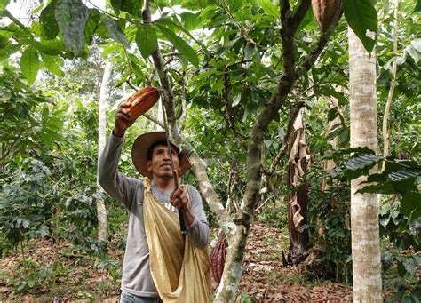 What does a sustainable cacao farming system look like?