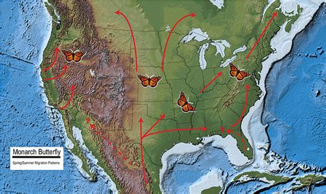 Monarch Butterfly Migration and Overwintering