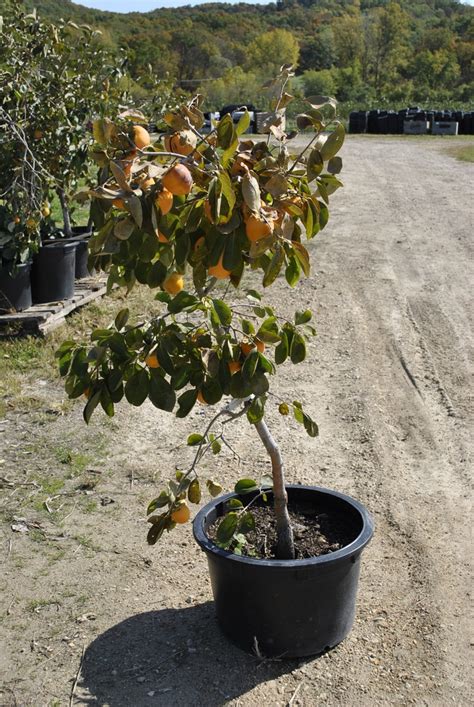 Planting Persimmon Trees Pruning