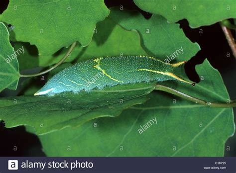 Lesser Purple Emperor (Apatura ilia), caterpillar on its foodplant, the ...