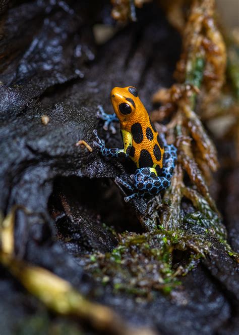 Poison Frogs - Los Angeles Zoo and Botanical Gardens