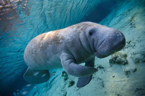 How You Can Get Involved With Manatee Conservation