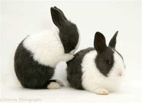 Baby Black Dutch rabbits photo WP12451