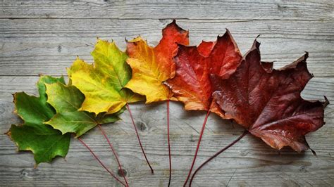 Why Do Leaves Change Color in the Fall? - O'Toole's Garden Centers