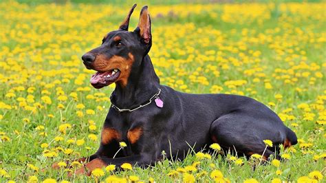 Doberman pinscher: Todo lo que necesitas saber sobre esta raza de perro