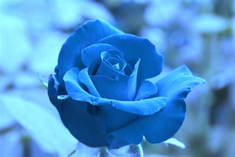 Blue Rose Wallpaper Free Download - cleverart