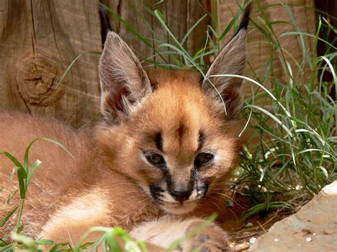 Caracal Kitten Free Stock Photo - Public Domain Pictures