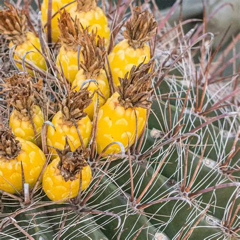 How to Eat Barrel Cactus Fruit - FORAGER | CHEF