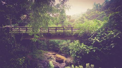 Rainforest during Foggy Day · Free Stock Photo