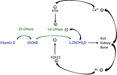 Regulation of Vitamin D hydroxylation. Vitamin D is sequentially ...