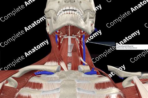 Thyrohyoid Muscle | Complete Anatomy