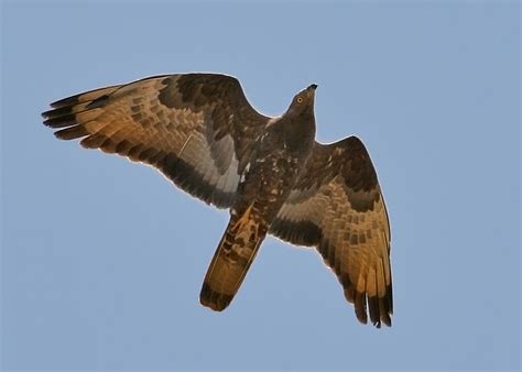 Migration: Honey Buzzards, Harriers and Skimmers – Focusing on Wildlife