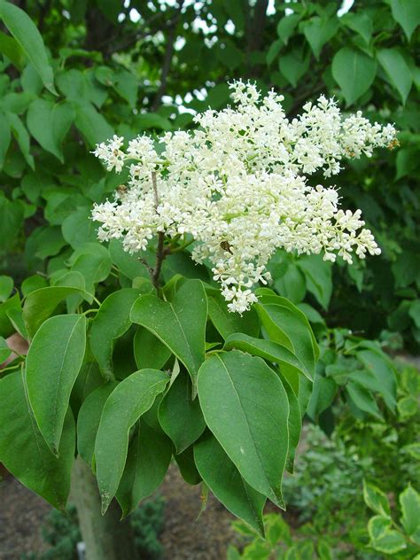 Japanese tree lilac | Garden Housecalls