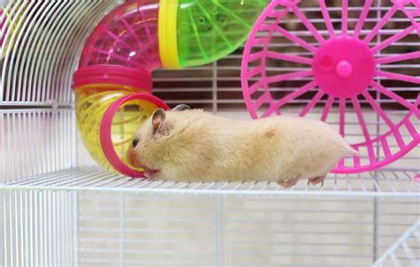 Is My Hamster Bored? (And What to Do About It) – Hamsters101.com