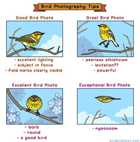 Bird Photography Tips — Rosemary Mosco