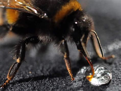 How To Revive A Bee With Sugar Water - Revive A Bee