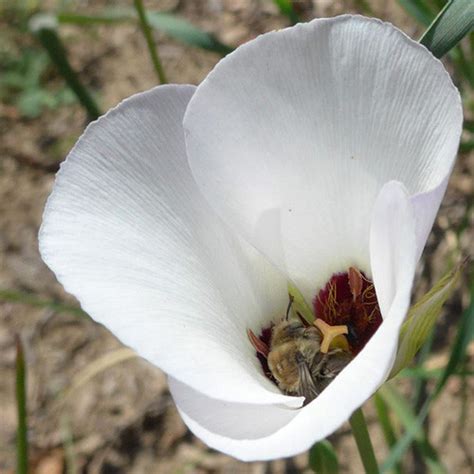 CALOCHORTUS CATALINAE SEEDS - Plant World Seeds