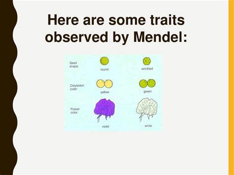 Genetics Using Punnett Squares - ppt download