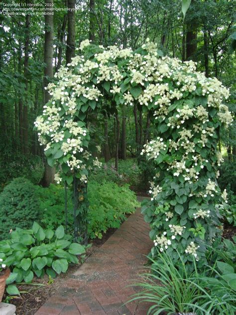 A beautiful climbing HYDRANGEA almost completely covers the framework ...