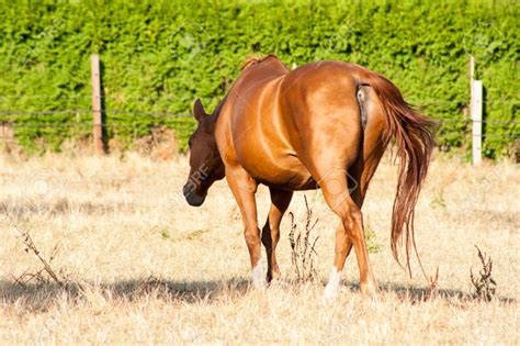 A beautiful light-brown horse goes on a meadow. View of its tail and ...