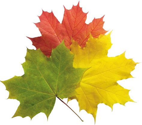 Free Fall Leaf Transparent Background, Download Free Fall Leaf ...