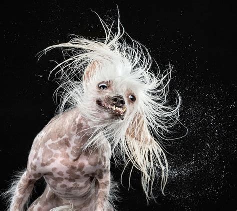 Dogs Shaking Off Water, Captured in Super Slow Motion