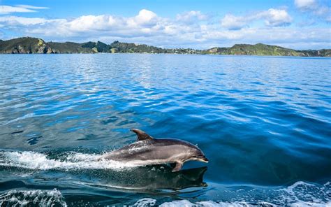 Bay of Islands Cruise with Guided Tour near Auckland 2022