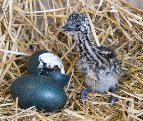 Birdland Hatches its First Emu Chick, ever! - Birdland Park & Gardens