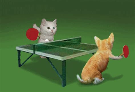 TableTennis gif (764×525) | Cats and kittens, Cat gif, Kittens funny