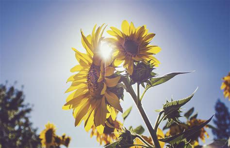 Sunflower Fields at Packer Orchards - Portland Living on the Cheap