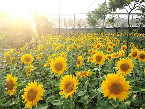 5 Kebun Bunga Matahari Paling Indah di Indonesia