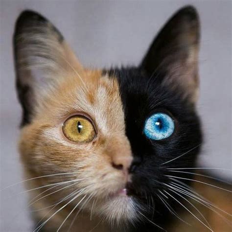 awesome Odd Eyed Cats How Amazing! | Immagini con animali, Gattini, Animali