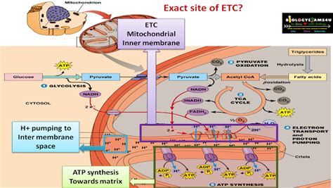 Electron Transport Chain (ETC) in Cellular Respiration: Definition ...