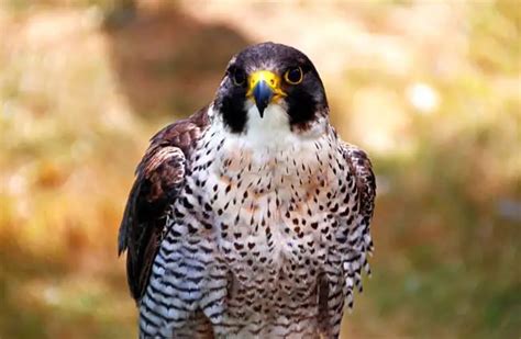 Peregrine Falcon - Description, Habitat, Image, Diet, and Interesting Facts