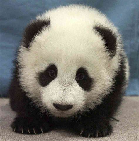 Cute Panda Bears - Animals Photo (34915008) - Fanpop